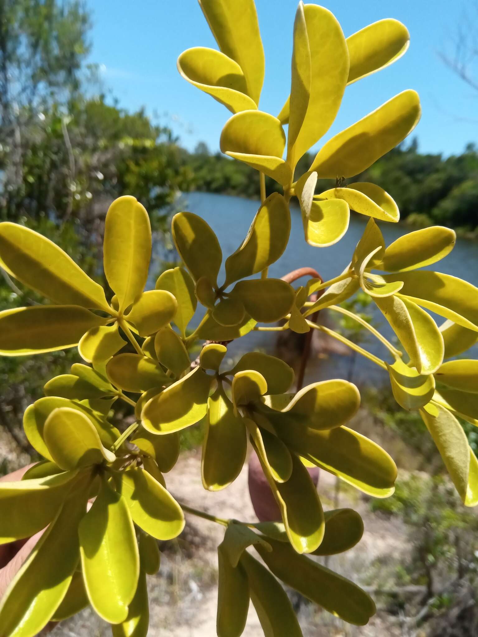 Image of Crateva obovata Vahl