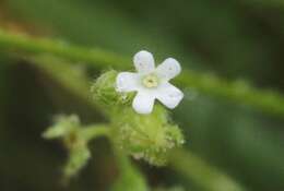 Image of Lappula redowskii var. redowskii