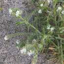 Image de Johnstonella angustifolia (Torr.) Hasenstab & M. G. Simpson