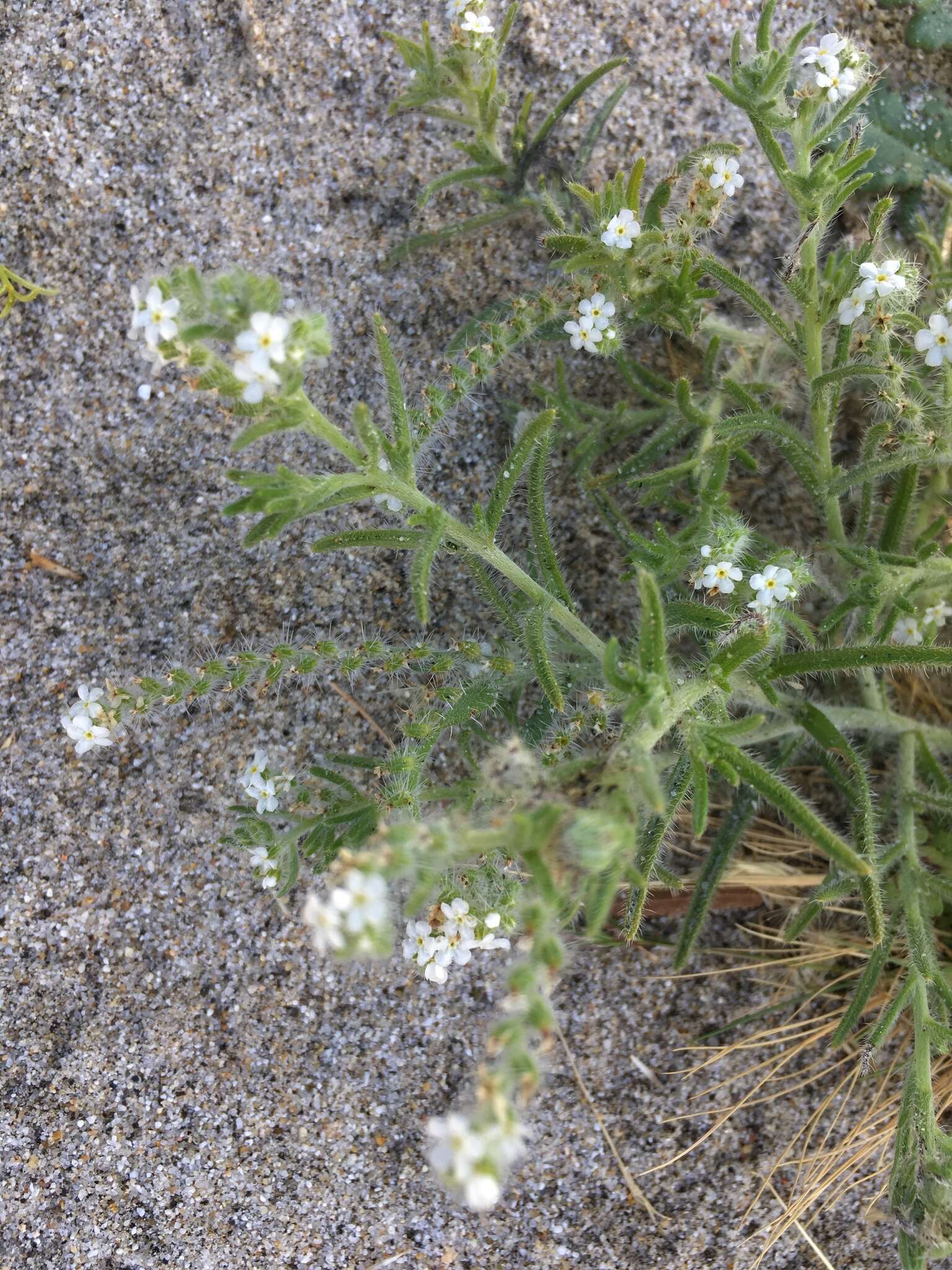 Imagem de Johnstonella angustifolia (Torr.) Hasenstab & M. G. Simpson