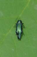 Agrilus acutus (Thunberg 1787) resmi