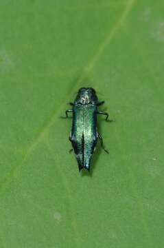 Agrilus acutus (Thunberg 1787) resmi