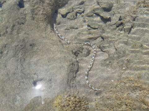 Image of Dark-spotted Snake Eel