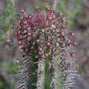 Image de Euphorbia inconstantia R. A. Dyer