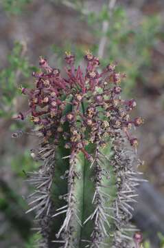 Image of Euphorbia inconstantia R. A. Dyer