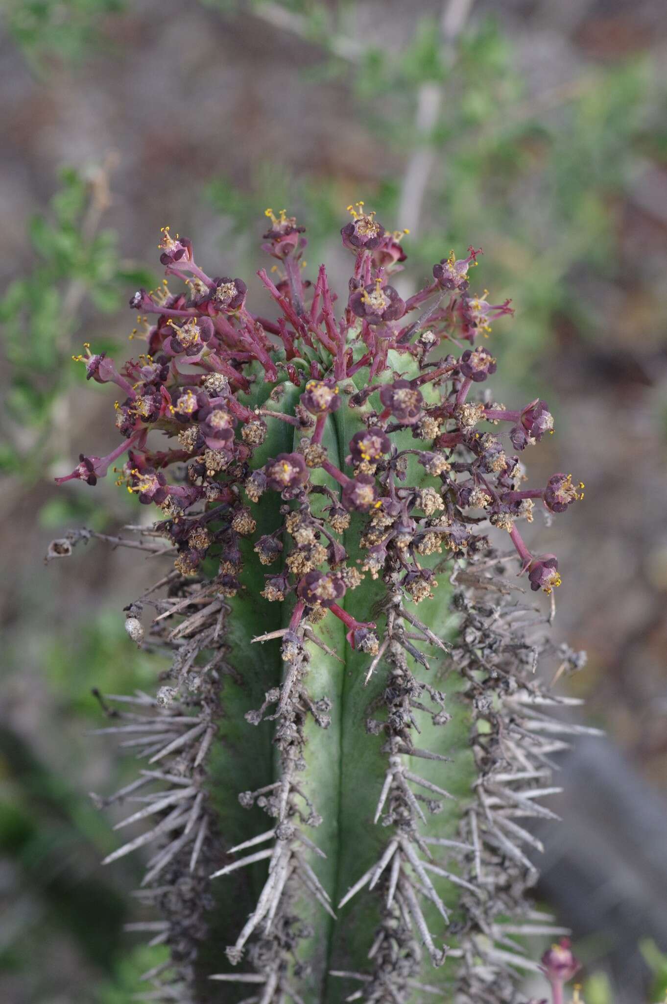 Imagem de Euphorbia inconstantia R. A. Dyer