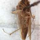 Image of Cockroach