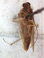 Image of Cockroach