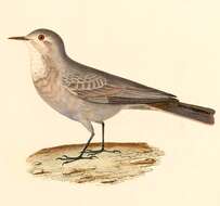 Image of Geositta Swainson 1837