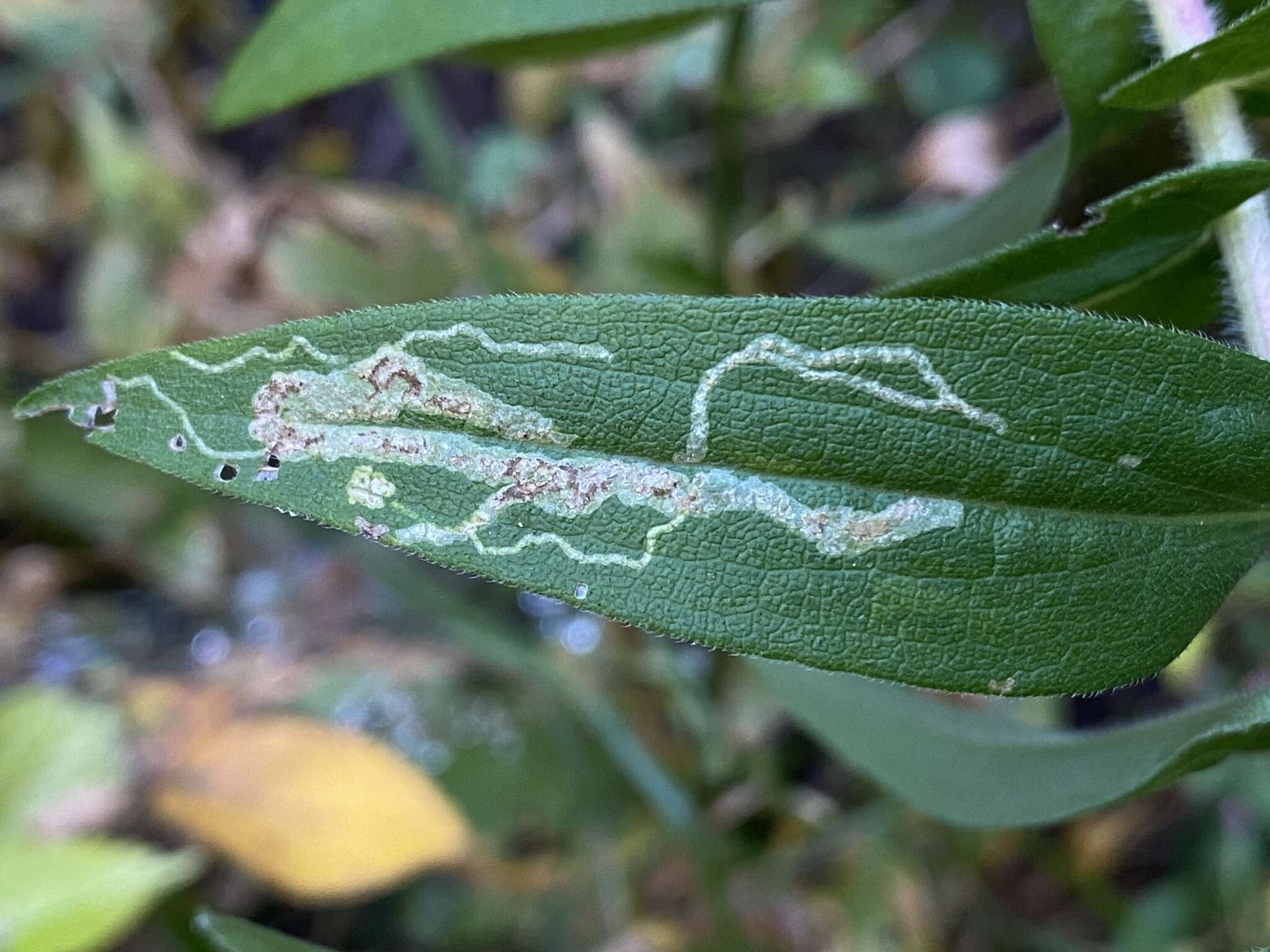 Image of Ophiomyia carolinensis Spencer 1986