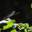 Image of Canyon Rubyspot