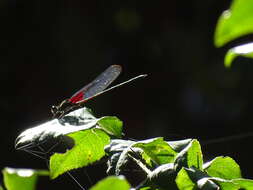 Imagem de Hetaerina vulnerata Hagen ex Selys 1853