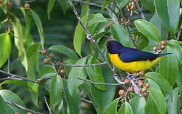 Euphonia violacea (Linnaeus 1758)的圖片