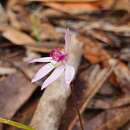 Caladenia hillmanii D. L. Jones的圖片