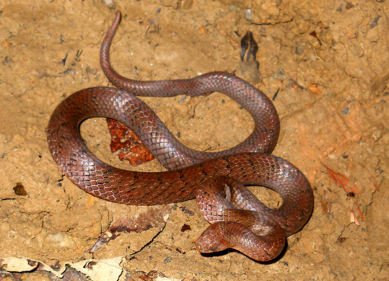Image of Ashy Kukri Snake