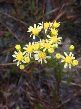 Image of goldenrod