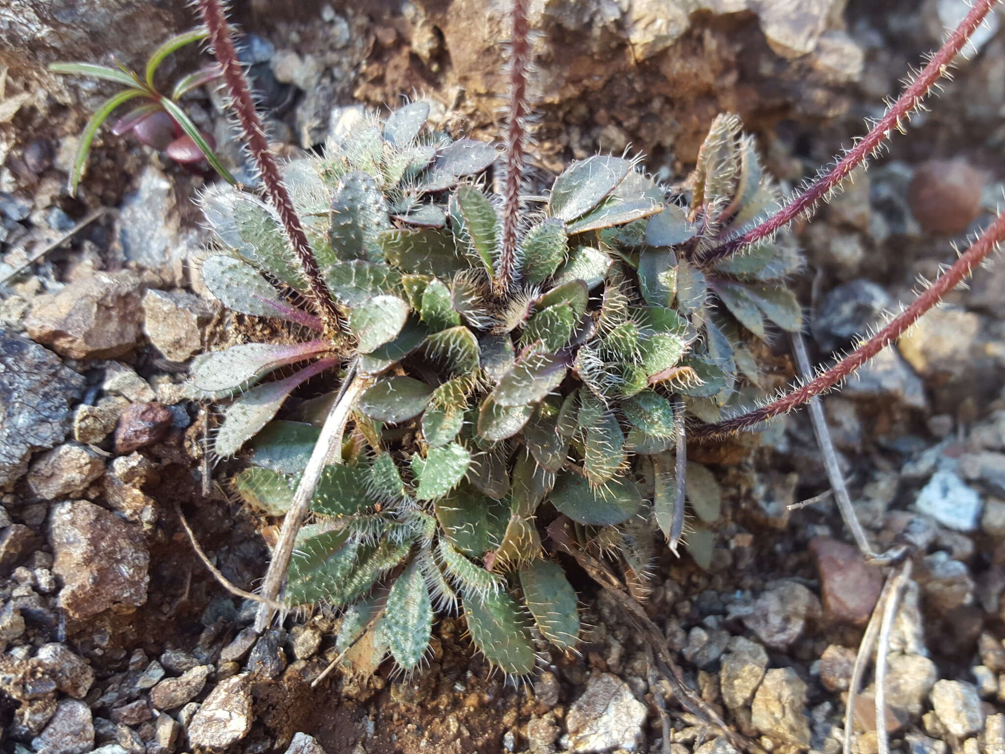 Слика од Arabis aculeolata Greene