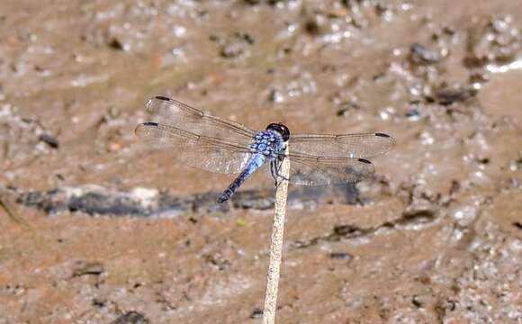 Image of Blue Chaser