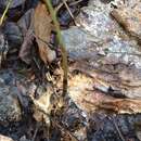 Image of Small-flowered coral-root