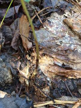 Image de Corallorhiza odontorhiza (Willd.) Nutt.