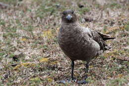 Plancia ëd Stercorarius antarcticus lonnbergi (Mathews 1912)