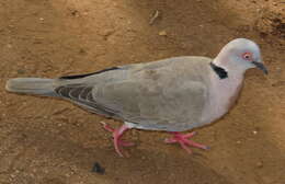 Image of African Mourning Dove