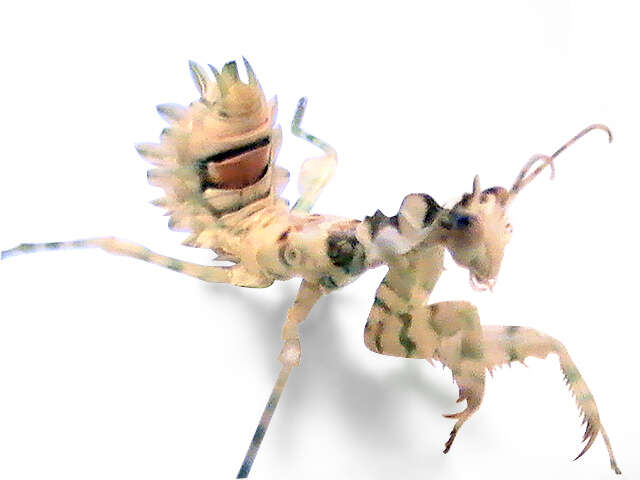 Image of spiny flower mantis