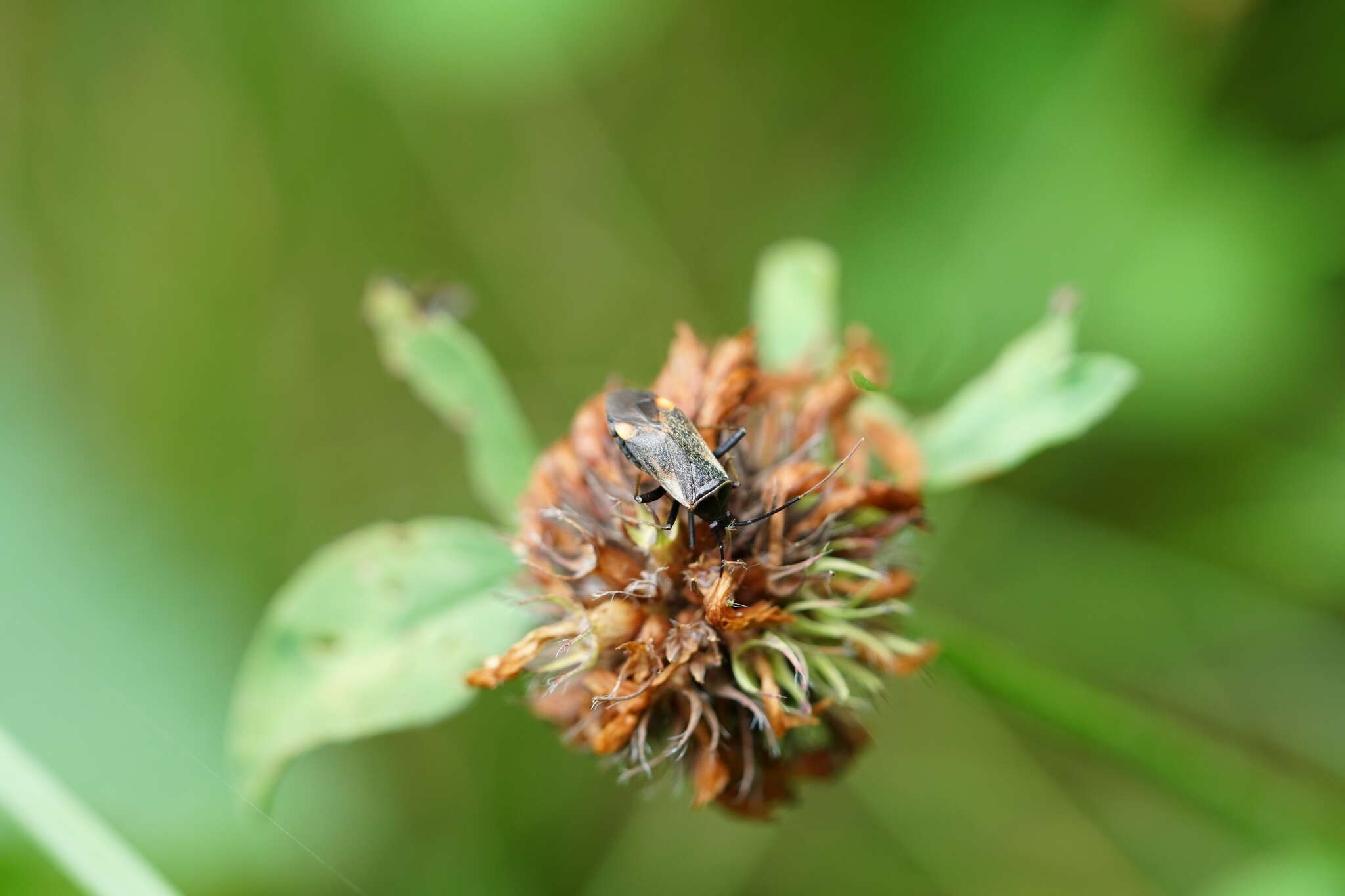 Adelphocoris seticornis (Fabricius 1775)的圖片