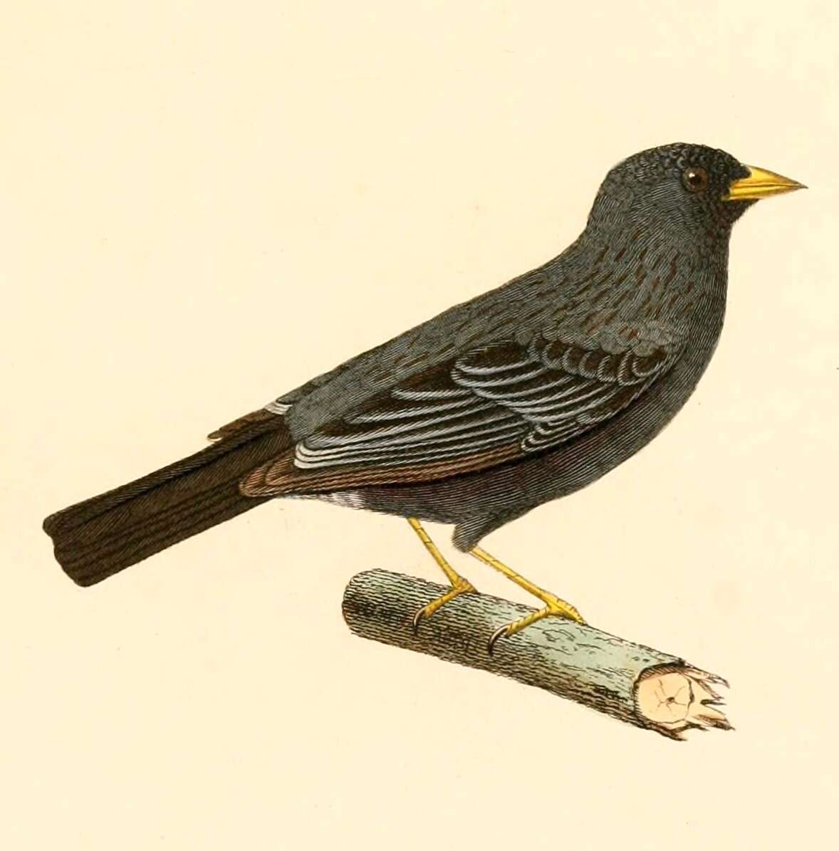 صورة Phrygilus Cabanis 1844