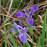 Image of giant blue iris