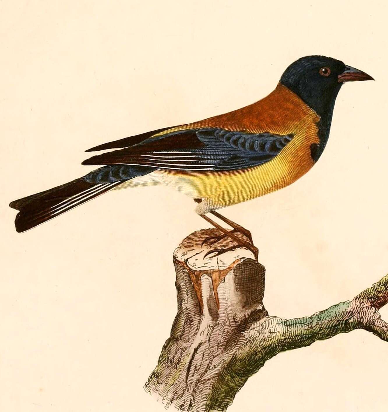 Слика од Phrygilus atriceps (d'Orbigny & Lafresnaye 1837)