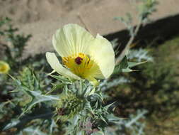 Argemone ochroleuca Sweet resmi