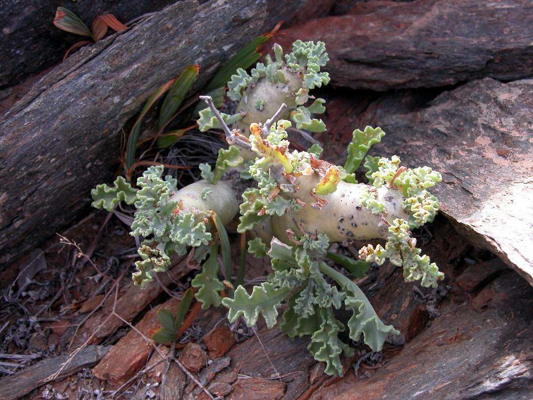 Image of Pelargonium klinghardtense Knuth