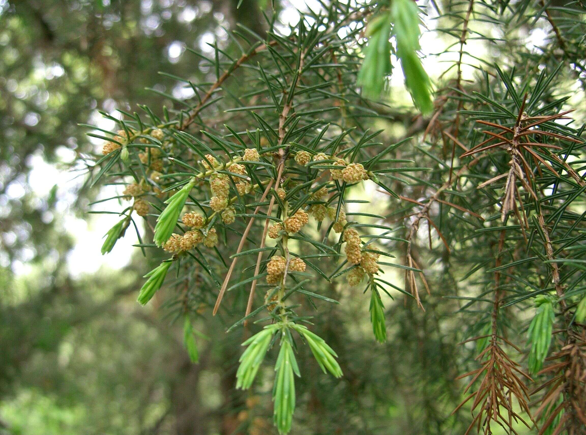Imagem de Juniperus rigida Siebold & Zucc.