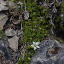 Image of Facchinia rupestris (Scop.) Dillenb. & Kadereit