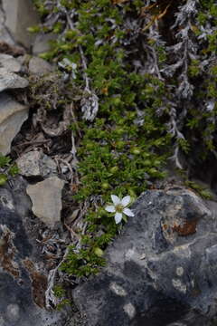 Image de Facchinia rupestris (Scop.) Dillenb. & Kadereit