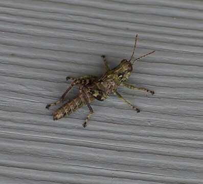 Image of Pine Tree Spur-throat Grasshopper