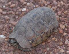 Image of Western hinge-back tortoise