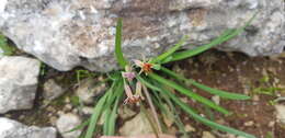 Tulbaghia capensis L. resmi