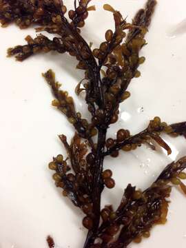 Image de Sargassum muticum