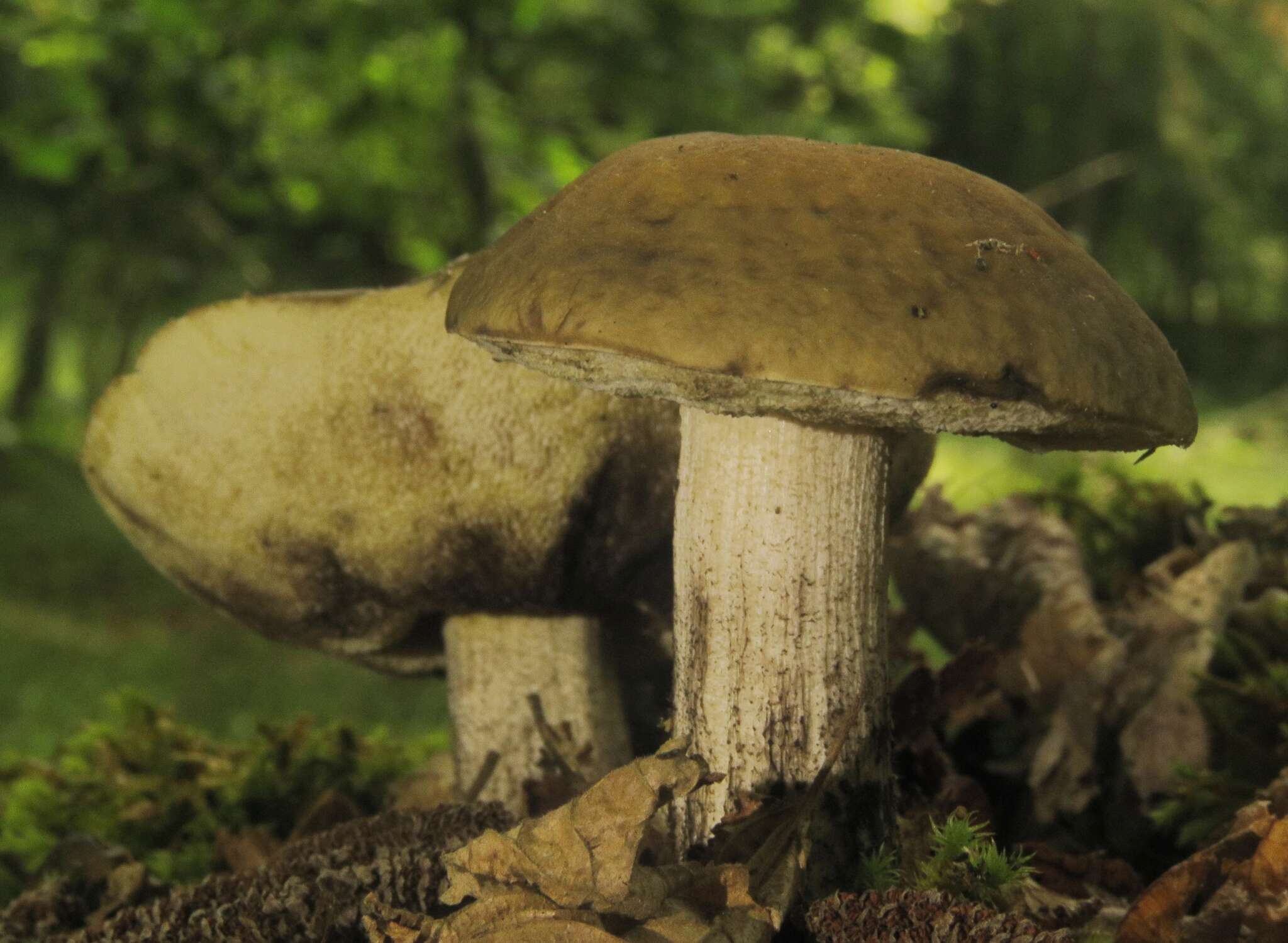 Image of Leccinellum pseudoscabrum (Kallenb.) Mikšík 2017