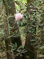 Imagem de Rhododendron degronianum Carr.