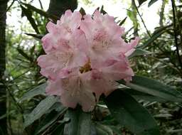 Imagem de Rhododendron degronianum Carr.