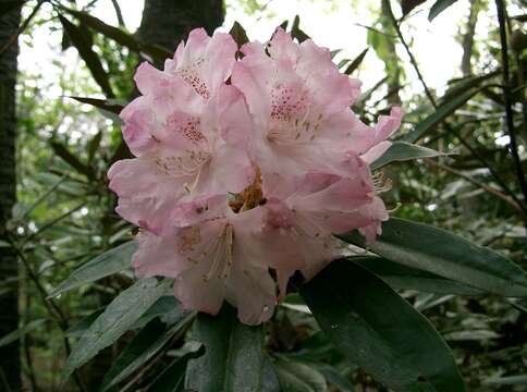 Image of Rhododendron degronianum Carr.