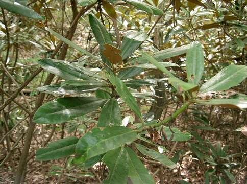 Image of Rhododendron degronianum Carr.