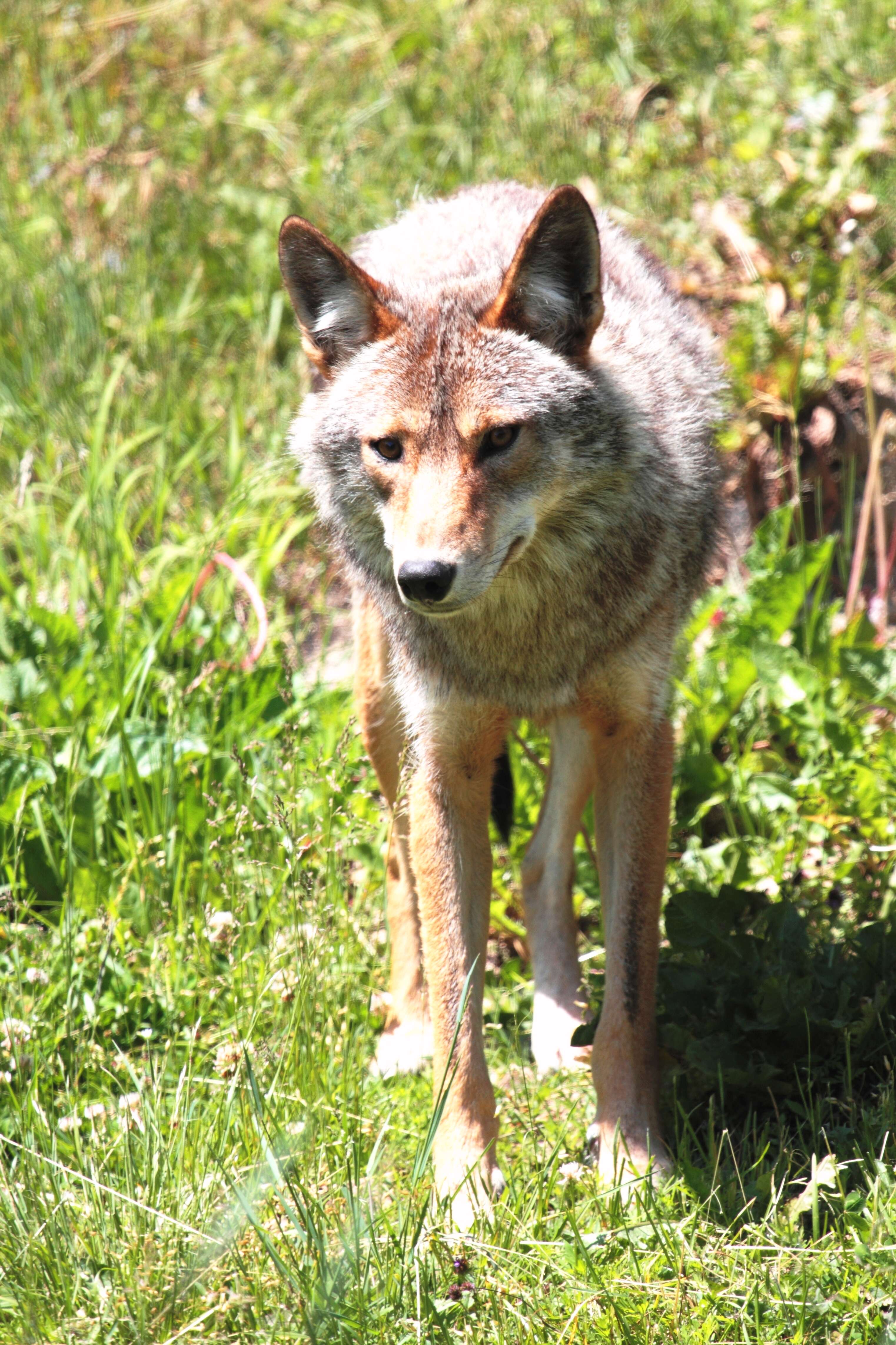 Image of Brush Wolf