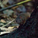 Image of Antechinus flavipes rubeculus Van Dyck 1982