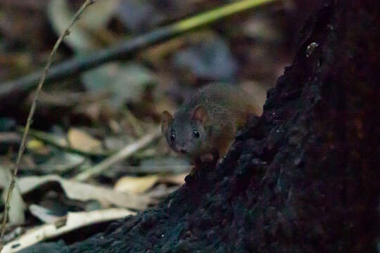 صورة Antechinus flavipes rubeculus Van Dyck 1982