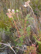 Sivun Serruria elongata (Berg.) R. Br. kuva