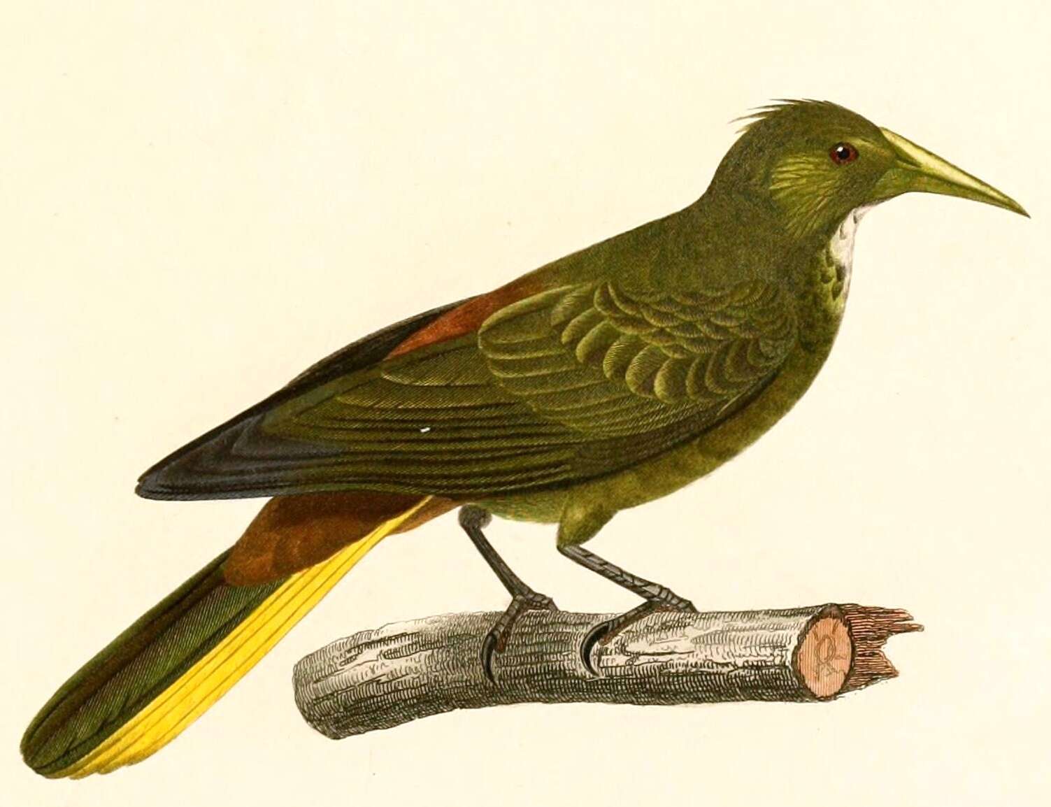 Image of Psarocolius Wagler 1827